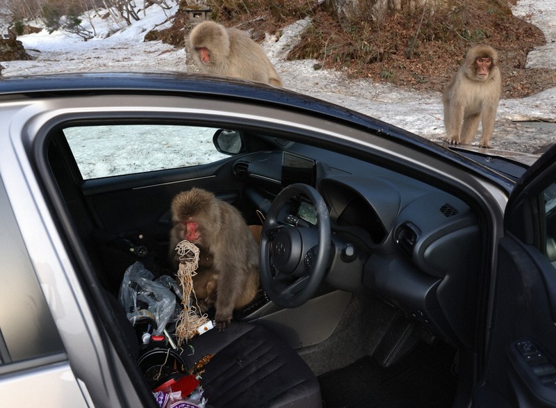 サルにカージャックされた日 長野・志賀高原で悪戦苦闘 [写真特集1/15
