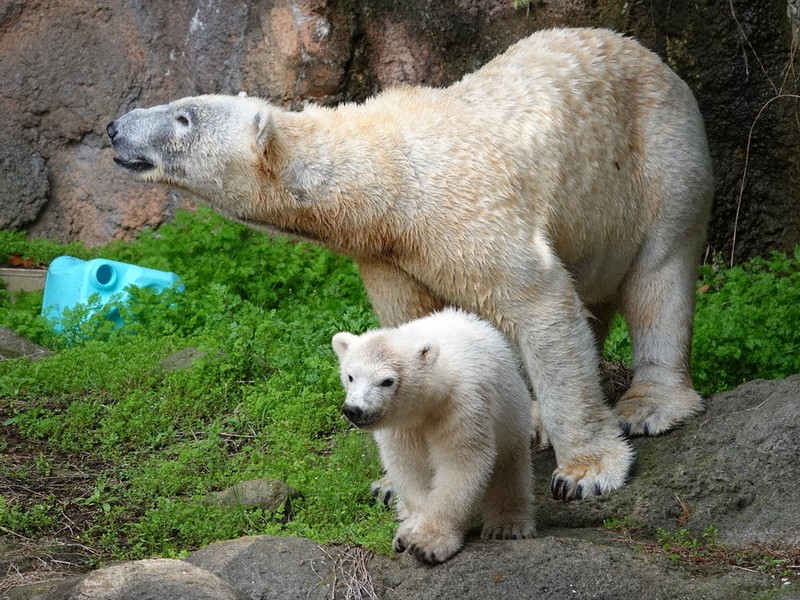 列島・北から南から シロクマの親子 | 毎日新聞