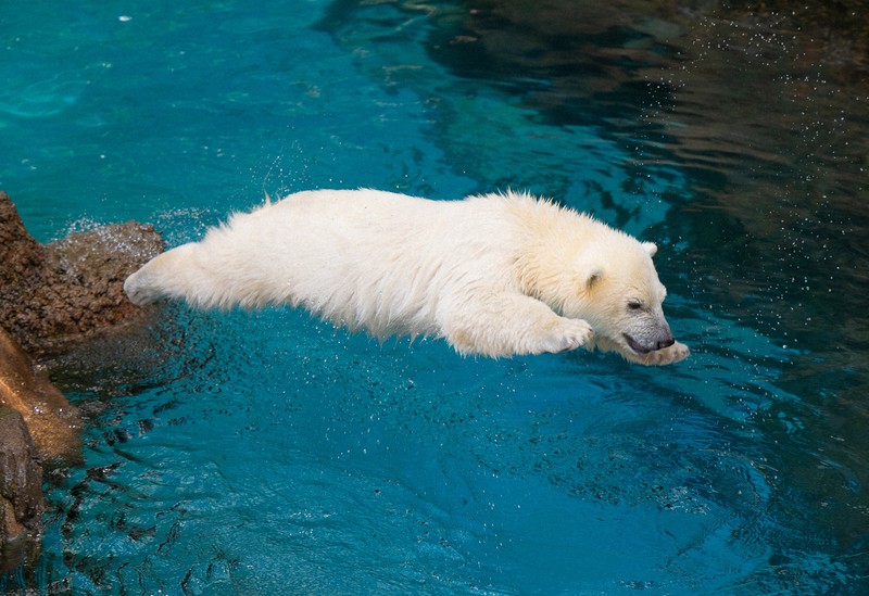 東京・横浜ベストスポット '07 (マップルマガジン) 昭文社 よこはま動物園ズ 東京・横浜ベストスポット '07 (マップルマガジン) 昭文社