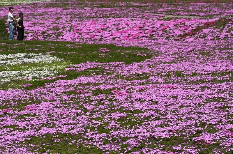 赤、白、ピンク 20万株鮮やか 魚沼芝桜まつり ／新潟 | 毎日新聞