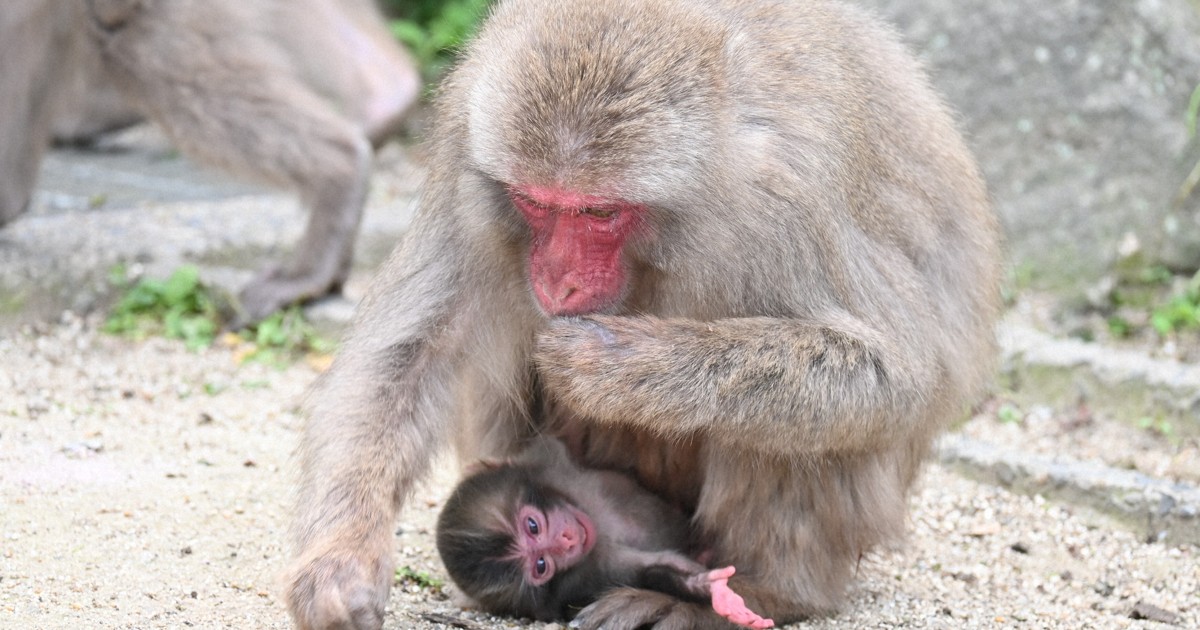 大分・高崎山で今年初のサルの赤ちゃん 名前は「バンパク」 | 毎日新聞