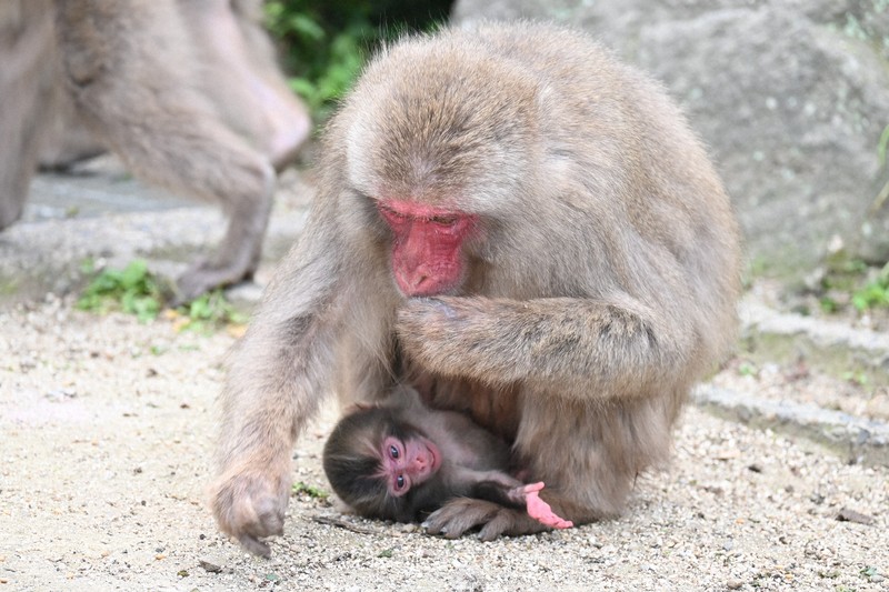 大分・高崎山で今年初のサルの赤ちゃん 名前は「バンパク」 | 毎日新聞