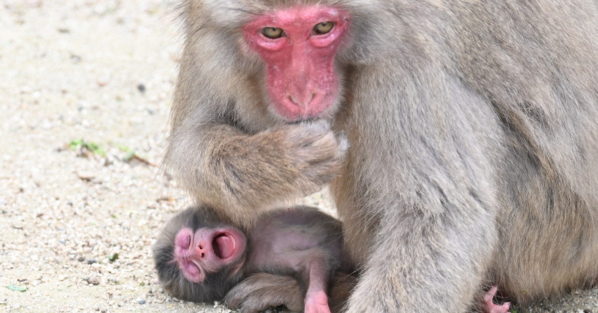 大分・高崎山で今年初のサルの赤ちゃん 名前は「バンパク」 [写真特集1