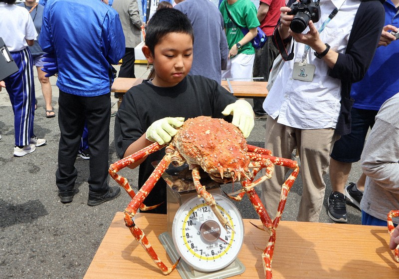 大きく育ってね」 静岡・沼津特産のタカアシガニ41匹を放流 | 毎日新聞