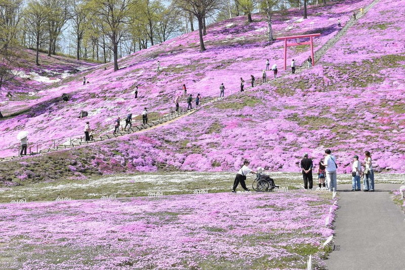丘一面ピンク色 大空・シバザクラ見ごろ ／北海道 | 毎日新聞