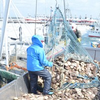 北海道のホタテ漁＝稚内市の宗谷漁港で2013年3月17日撮影