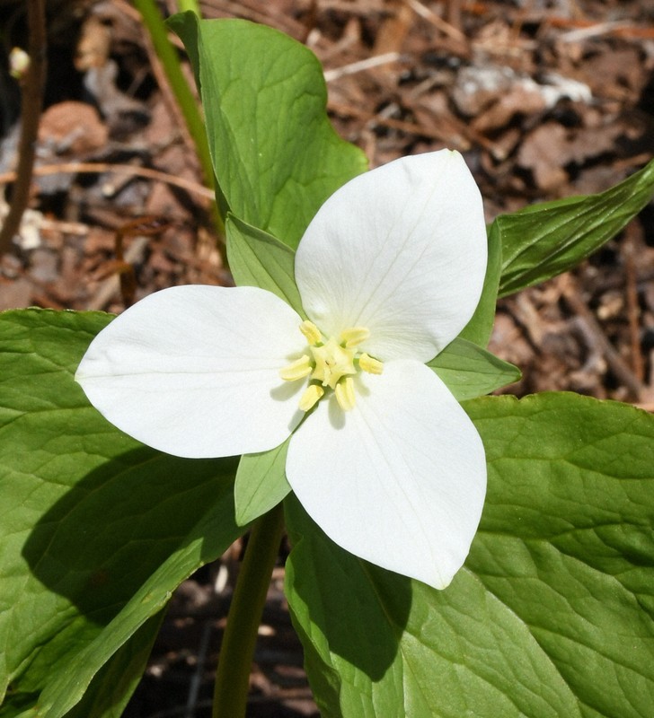 オオバナノエンレイソウ」の大群落でシカの食害 一体何が 北海道
