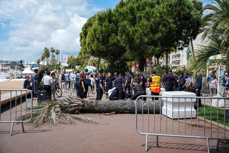 Hollywood Agent Injured By Falling Palm Tree At Cannes Film Festival Japanese agent injured by falling tree at Cannes Film Festival: media