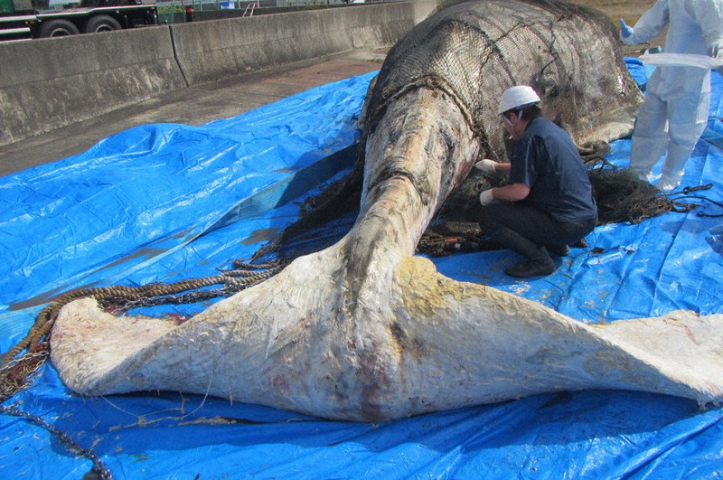 クジラ死骸、骨格標本化 埋設、3年程保管へ 淡路市 ／兵庫 | 毎日新聞