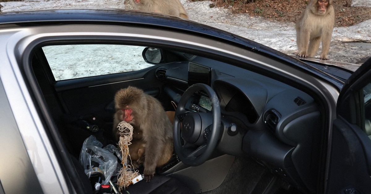 Beautiful Jungle：「サルにカージャック」あの時どうすれば？ 専門家