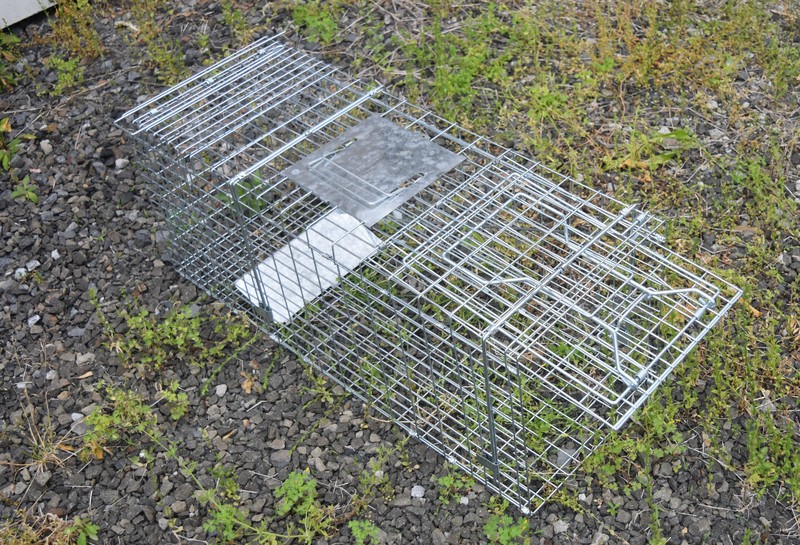 野良猫を「遺棄」か「移動」か 住民トラブル巡り松山市が対応苦慮