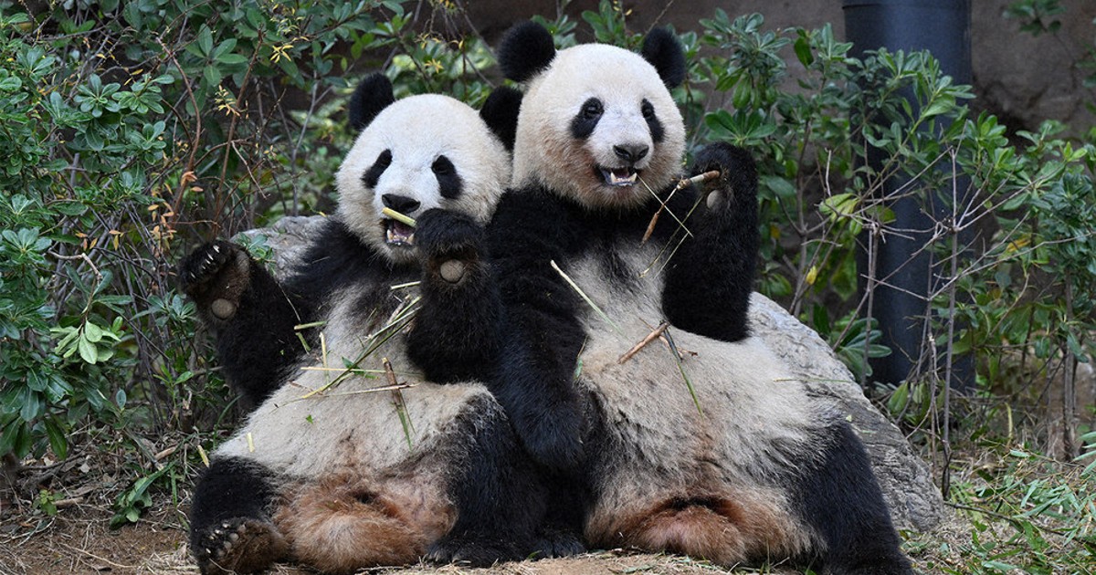 パンダ 心ない発言にイラっ まだ見られる今こそ証明したいパンダのかわいさ