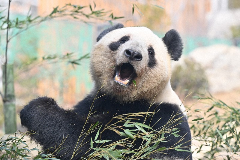 心ない発言にイラっ まだ見られる今こそ証明したいパンダのかわいさ