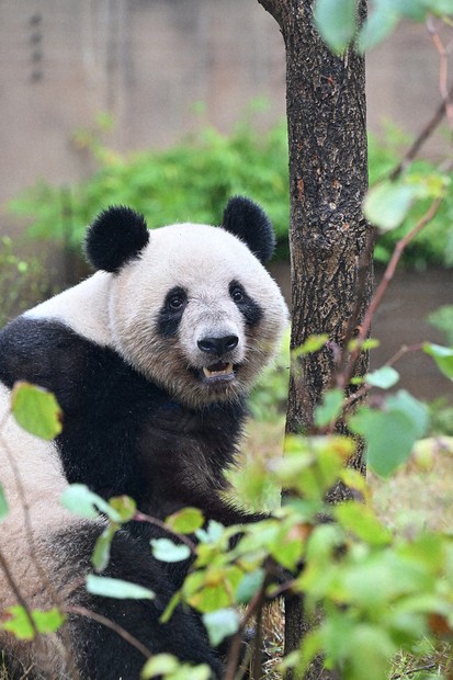心ない発言にイラっ まだ見られる今こそ証明したいパンダのかわいさ