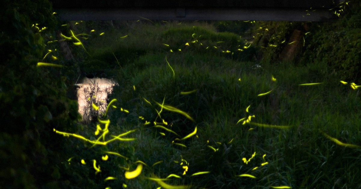 幻想的なホタルの舞い、最盛期 熊本 [写真特集1/14] | 毎日新聞