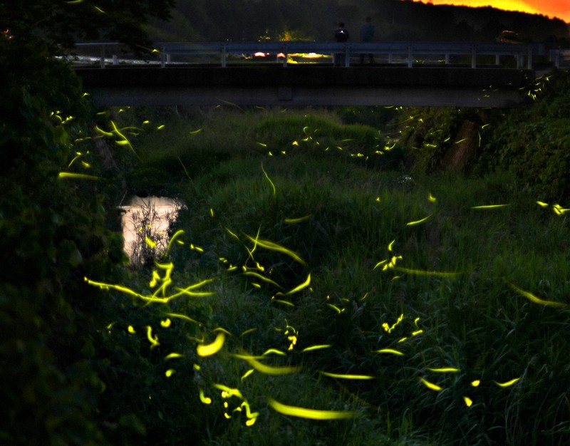 幻想的なホタルの舞い、最盛期 熊本 [写真特集1/14] | 毎日新聞