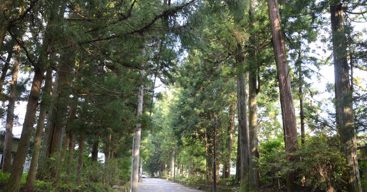 日光東照宮 日光杉 杉 徐災招福 特大 しゃもじ 並木で示した信仰心 全長37キロの文化財、日光杉並木街道400年 | 毎日新聞