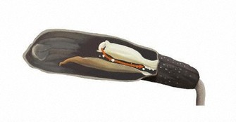 昆虫に頼らなくても繁殖できる　花咲かせない自家受粉の仕組み証明