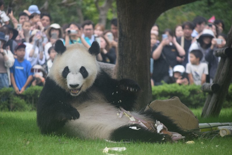 アドベンチャーワールドのパンダ 最後の屋外公開でファン魅了 | 毎日新聞