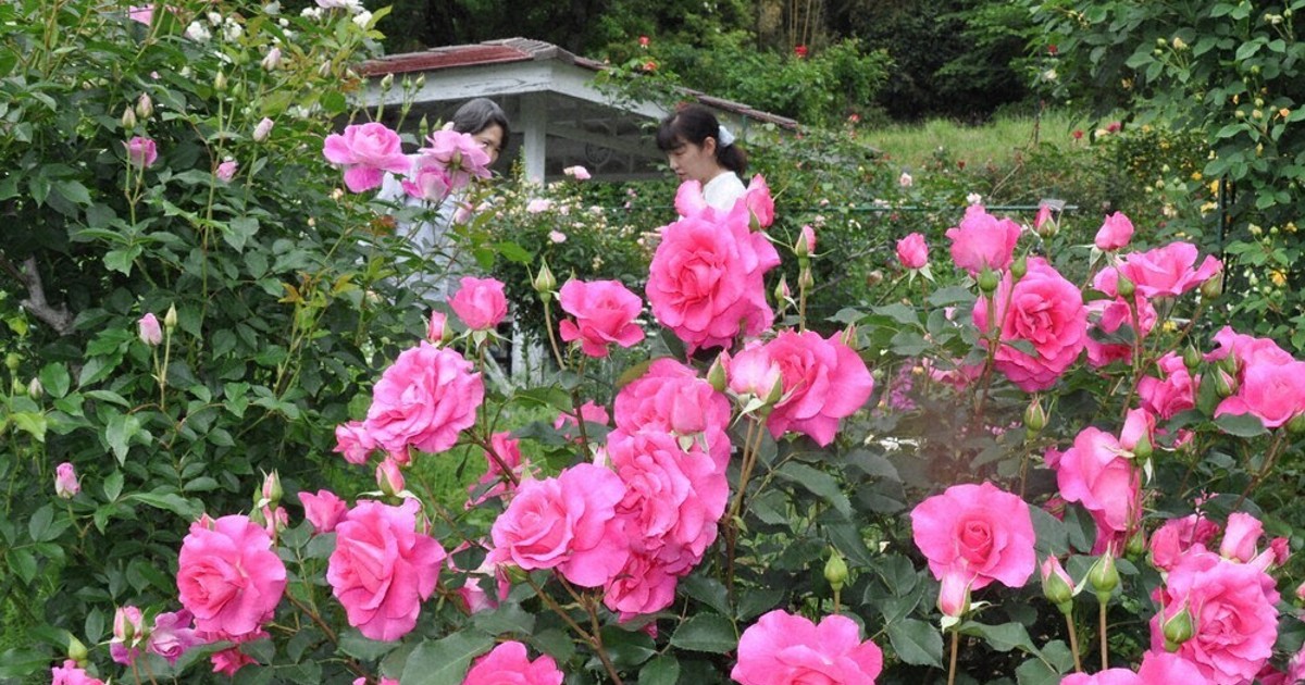 香り立つ花の女王 高千穂 私設バラ園で見ごろ ／宮崎 | 毎日新聞