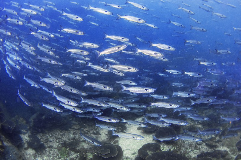 水中写真連載 So Blue：水質をものともせず 生命力にあふれ生き生き