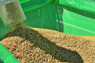 収穫されるコメ＝福岡市内で2024年9月18日、平川昌範撮影