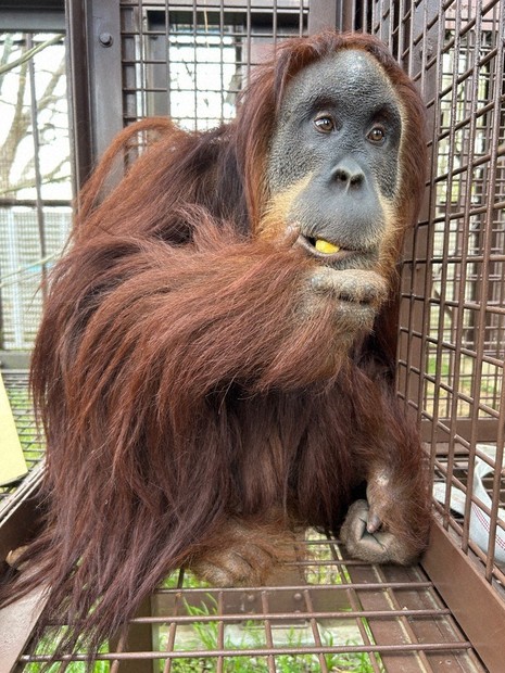 金網越しにじっと…カップル誕生?! オランウータンのお見合い作戦
