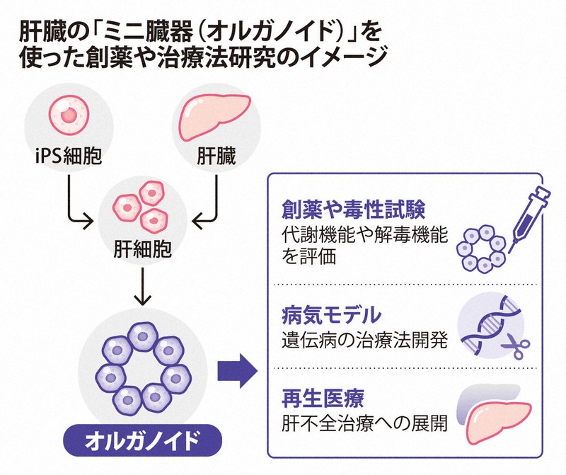 肝臓病は食べて治す シイタケ菌糸体エキス 肝機能障害を倒す/