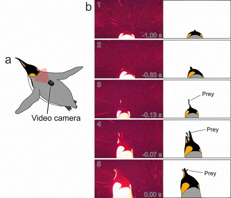 キングペンギンが暗い海で魚捕らえる　世界初の瞬間を撮影　東大など