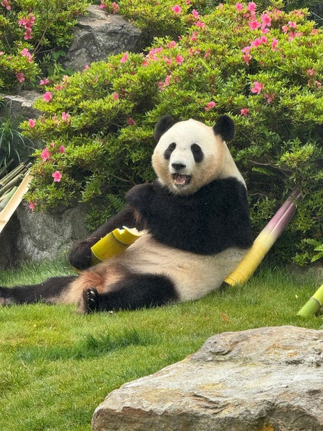 ニュース知りたいんジャー：白浜パンダ、返還まで1か月 | 毎日新聞