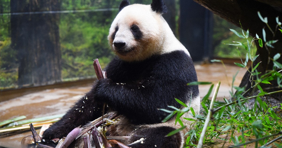 上野動物園　シャオシャオレイ　新品開封 上野動物園［公式］ on X: 