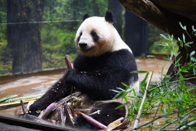 タケノコを食べるレイレイ＝東京都台東区の上野動物園で2025年5月26日（東京動物園協会提供）