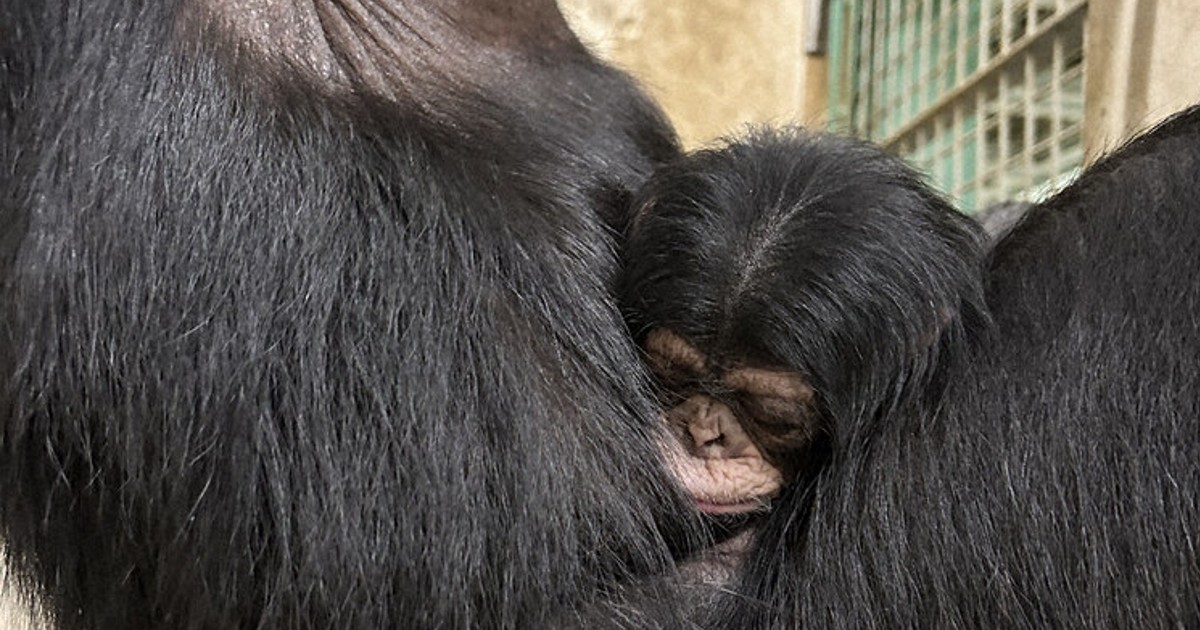 6さいからのニュース：チンパンジーに赤ちゃん | 毎日新聞