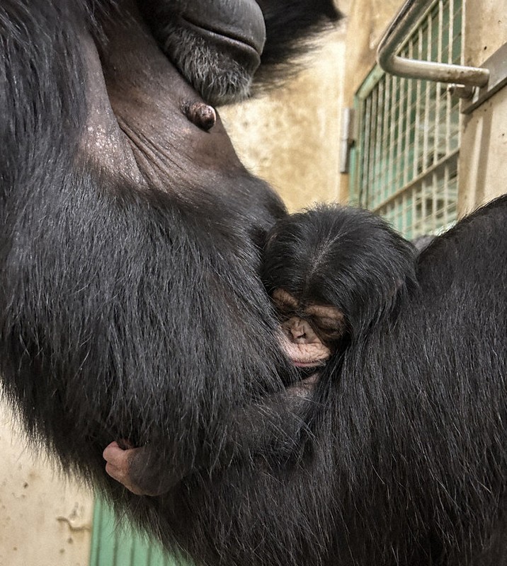 6さいからのニュース：チンパンジーに赤ちゃん | 毎日新聞