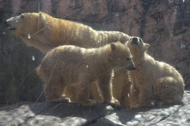 ポーラベアの子ども・16×10×9◇B&G. ◇ Yagiyama Zoo Polar Bear_12 Polar Bear Twin cubs Yagiyama Zoo Dec