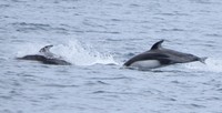 野生のカマイルカ。イルカの鳴き声は言語のように機能している可能性があるという＝青森県の陸奥湾で2025年5月17日、足立旬子撮影