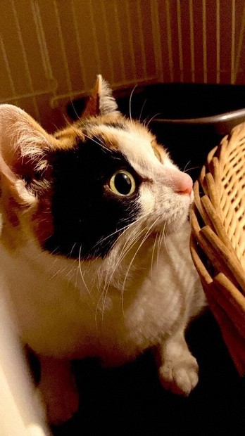 ペット業界の闇：3万円と手紙、置き去りにされた三毛猫 警察が