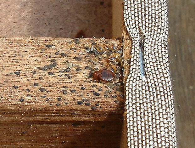 トコジラミ駆除水 トコジラミ対策するならコレ！1R～5LDK可能です。 夏