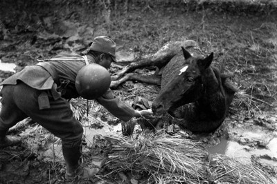 負傷した馬をいたわる兵士＝上海市で1937年11月12日、松尾邦蔵撮影