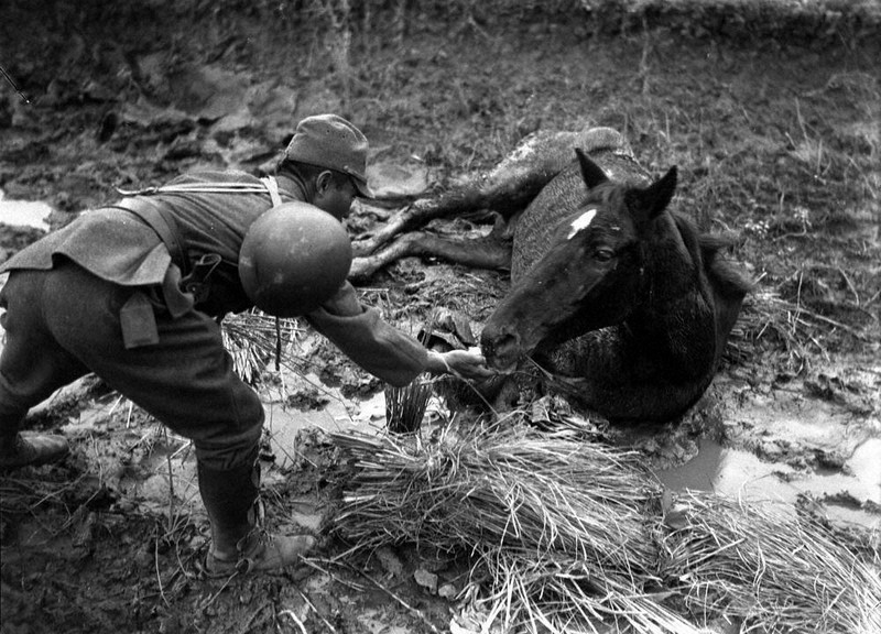戦中写真を読む：／44 食の風景 馬糧 補給ない地で命落とす ／東京