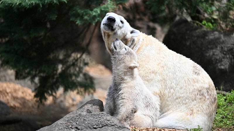 イッちゃん 横浜出張中のホッキョクグマ ゴーゴとイッちゃんに赤ちゃん誕生 「551