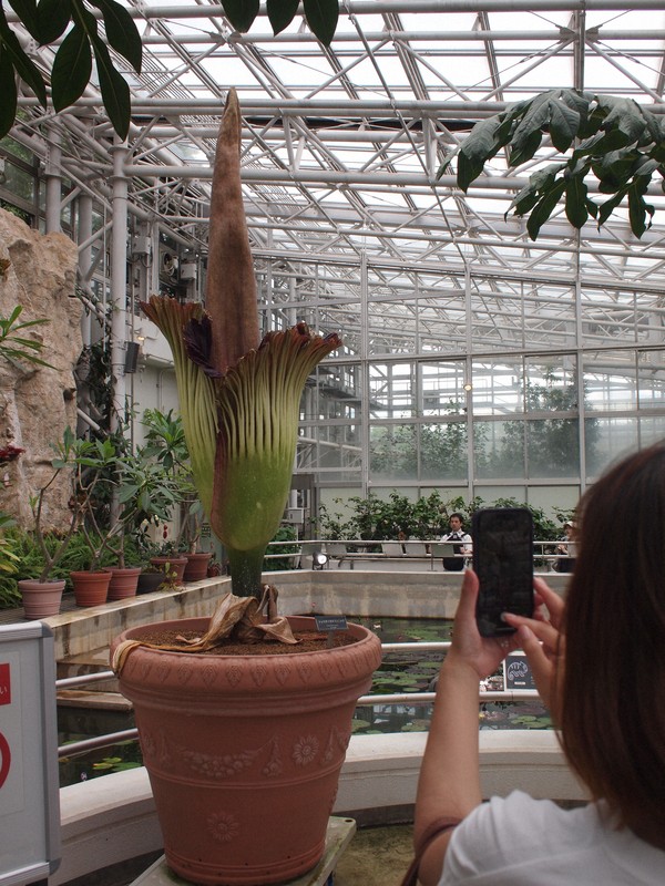 【ショクダイオオコンニャク】世界の奇妙な植物たち 世界最大の花】「ショクダイオオコンニャク」が開花 新潟県立