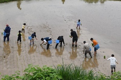 田植えをした「天空の棚田」＝新潟県長岡市川口木沢で2025年5月、板鼻幸雄撮影