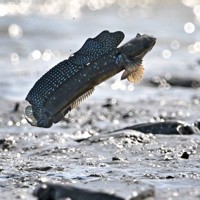 恋の季節を迎えて、有明海の干潟でジャンプするムツゴロウ＝佐賀県小城市で2025年6月4日、野田武撮影