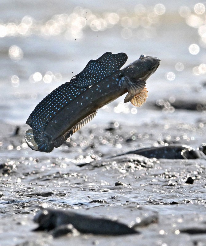 恋の季節を迎えて、有明海の干潟でジャンプするムツゴロウ＝佐賀県小城市で2025年6月4日、野田武撮影