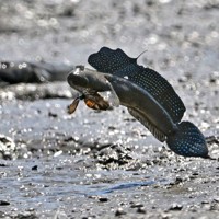 繁殖期を迎えて、有明海の干潟でジャンプするムツゴロウ＝佐賀県小城市で2025年6月4日、野田武撮影