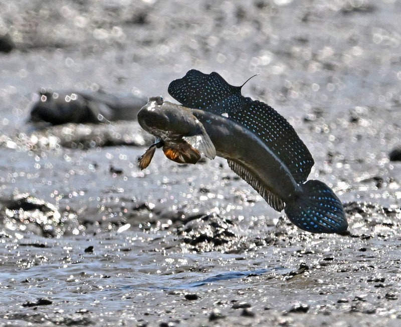 繁殖期を迎えて、有明海の干潟でジャンプするムツゴロウ＝佐賀県小城市で2025年6月4日、野田武撮影