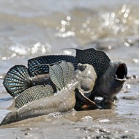 繁殖期を迎え、口を大きく開けて威嚇し合うムツゴロウ＝佐賀県小城市で2025年6月4日、野田武撮影