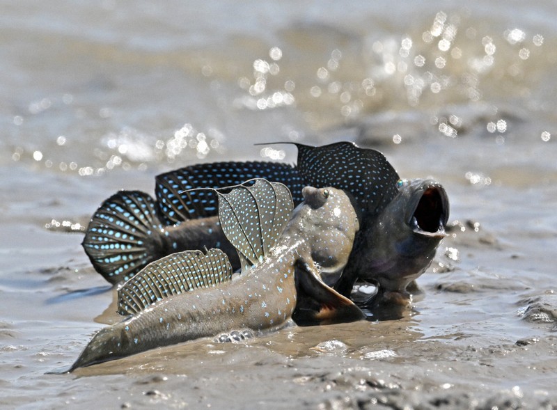 繁殖期を迎え、口を大きく開けて威嚇し合うムツゴロウ＝佐賀県小城市で2025年6月4日、野田武撮影