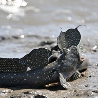 繁殖期を迎え、口を大きく開けて威嚇し合うムツゴロウ＝佐賀県小城市で2025年6月4日、野田武撮影